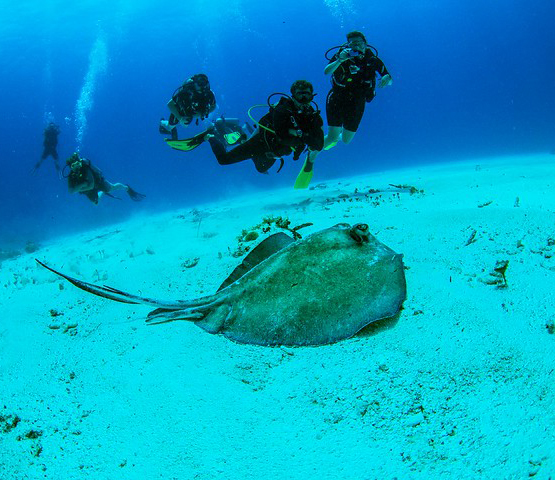 Viva Wyndham Dominicus Beach: PADI Corso Open Water Diver + Hotel's photos